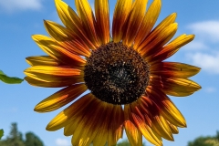 Sunflower-1x1-1