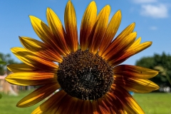 Sunflower-1x2-1