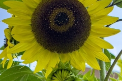 Sunflower-iv