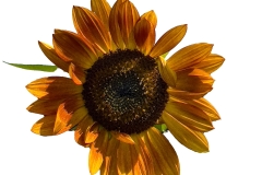 SunflowerBackground