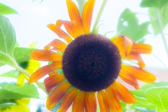 SunflowerBright