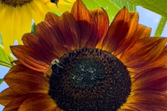 SunflowerFlyBee