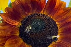 SunflowerFlyBeeii