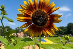 SunflowerSlipnSlide
