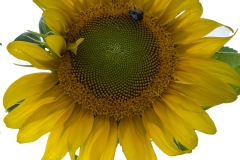 SunflowerYlwBakgrnd