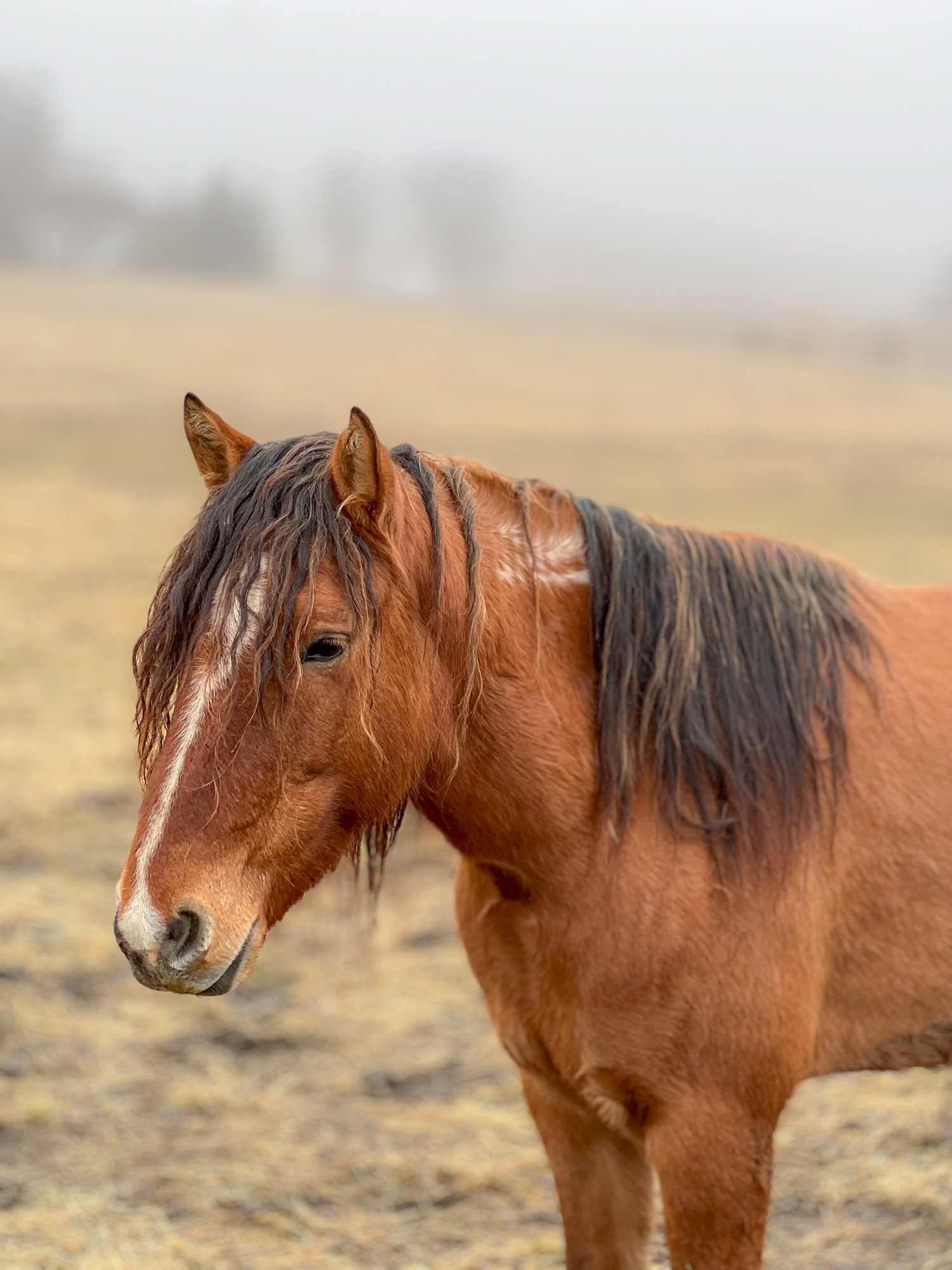 Wild Mustang, rescued and recovering