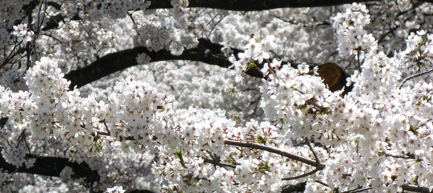 cherry blossoms in Washington