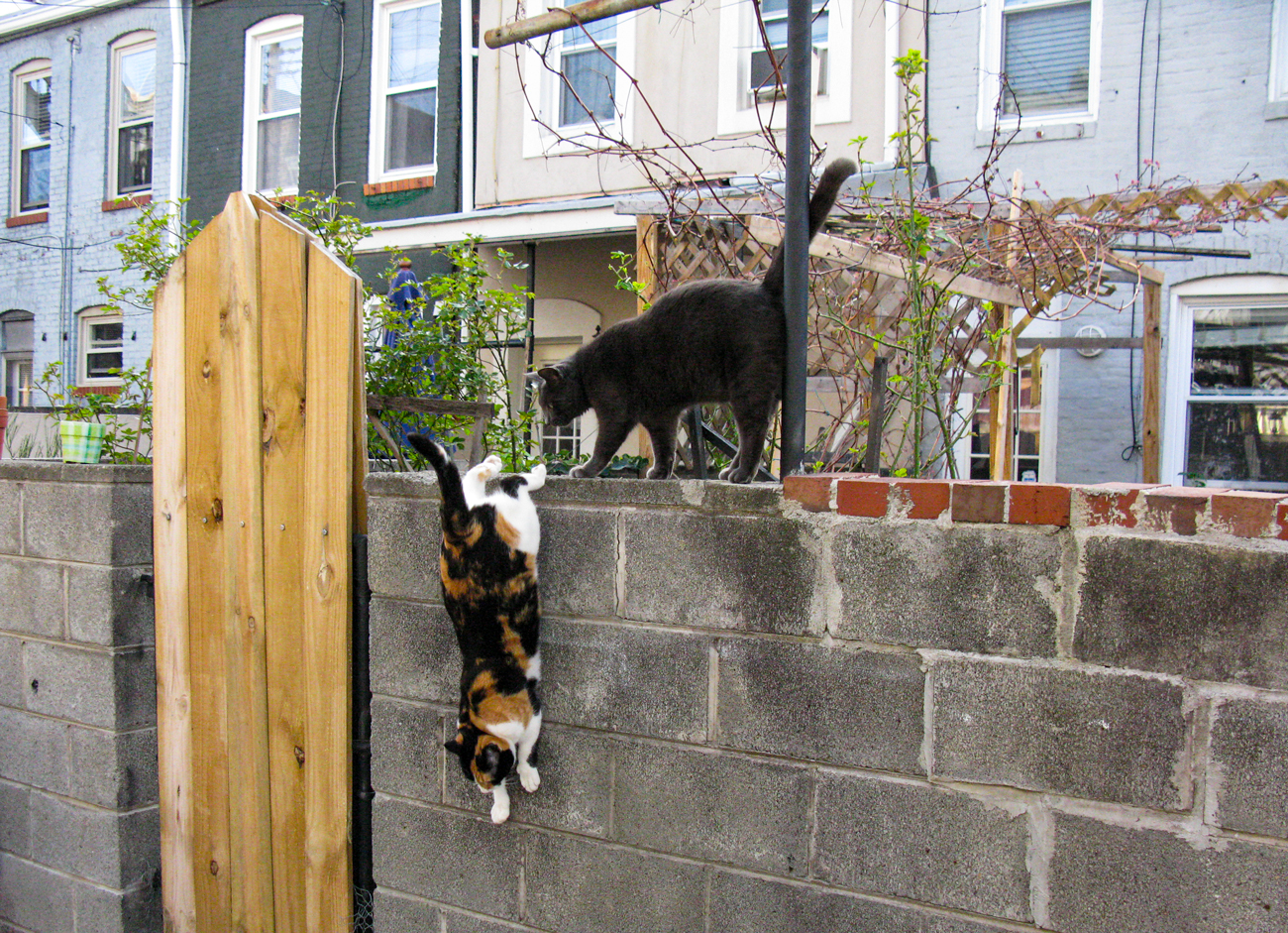 MamaCat & GreyBear in the Robinson Street Alley