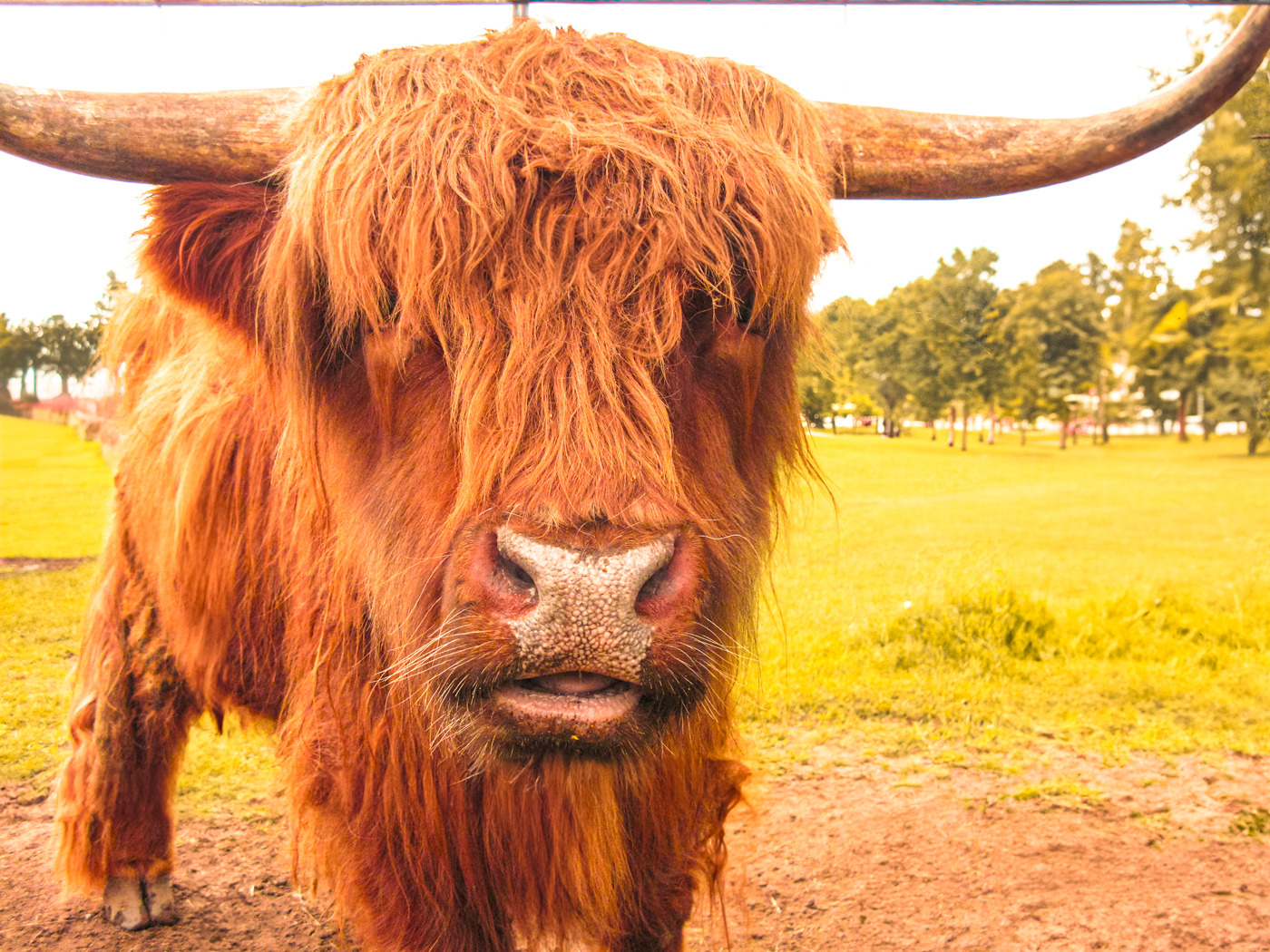 Scottish Highland Cow