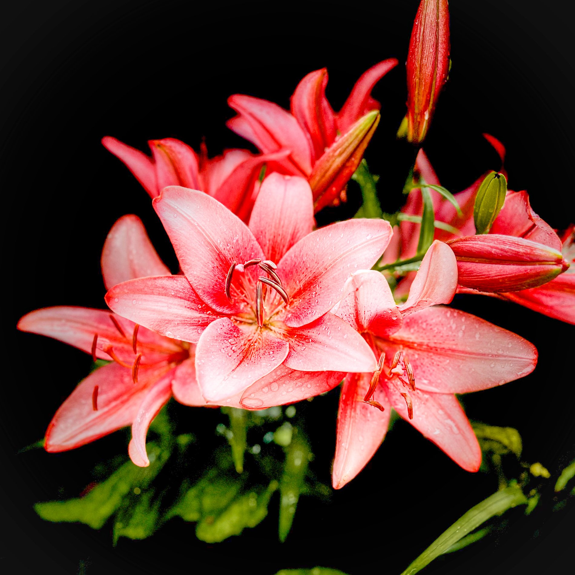 Asiatic Lillies