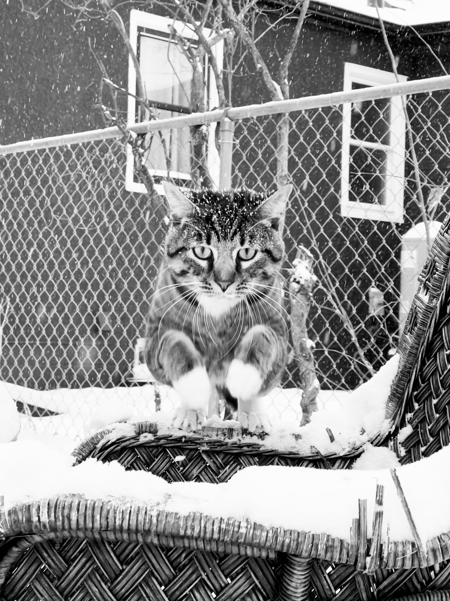 American short hair cat, jumping from wicker chair into snow